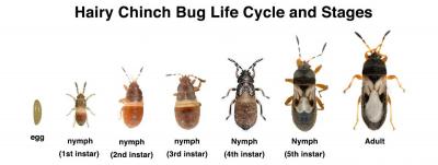hairy chinch bug life stages