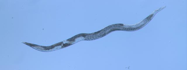 A plant parasitic nematode